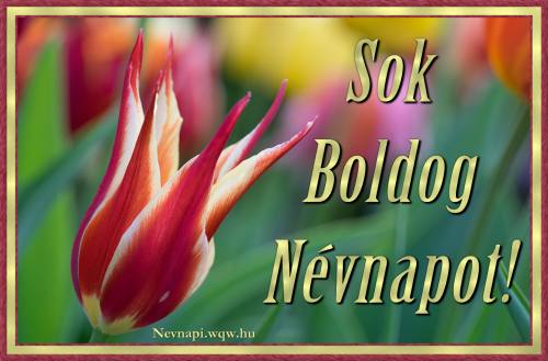 Festmnyszer tulipn nvnapi kp nknek