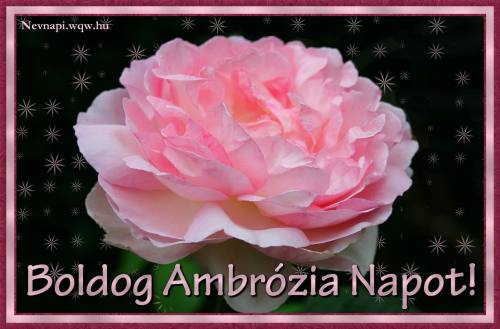 Ambrzia nvnapi kp