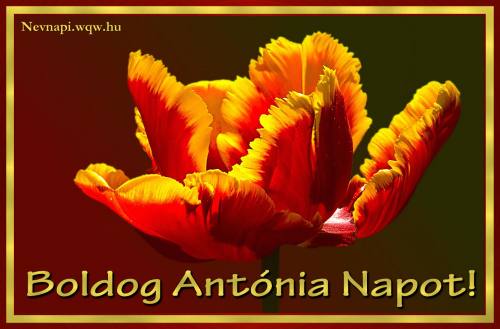 Antnia nvnapi kp (500 x 329)