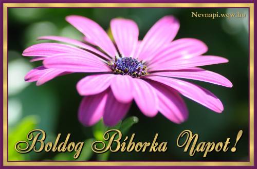Bborka nvnapi kp (500 x 329)