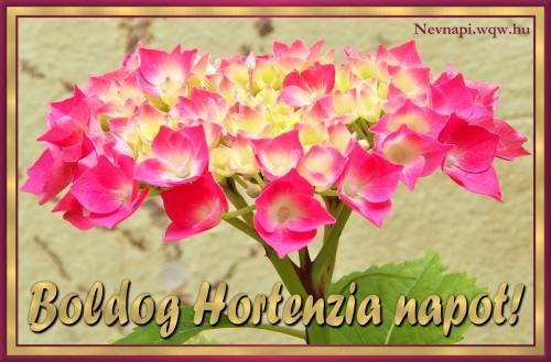 Hortenzia nvnapi kp (500 x 329)