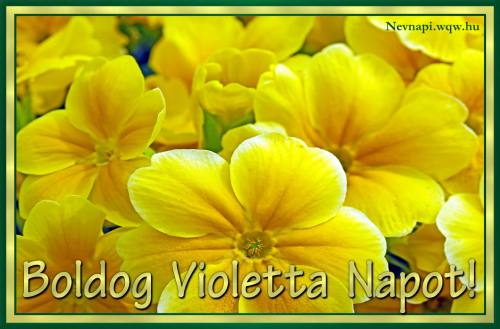 Violetta nvnapi kp (500 x 329)